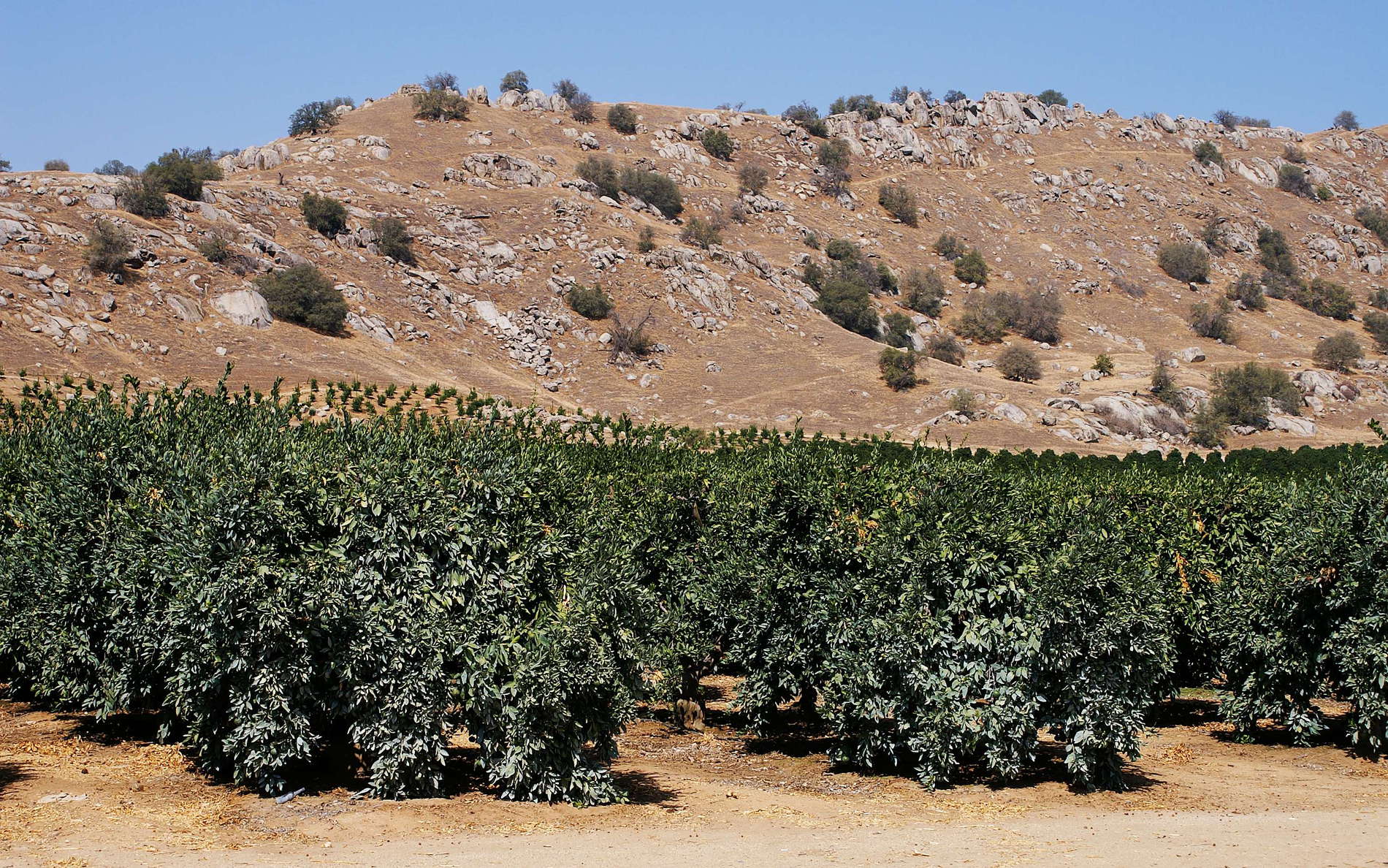 Kaweah River Valley  |  Fruit cultivation