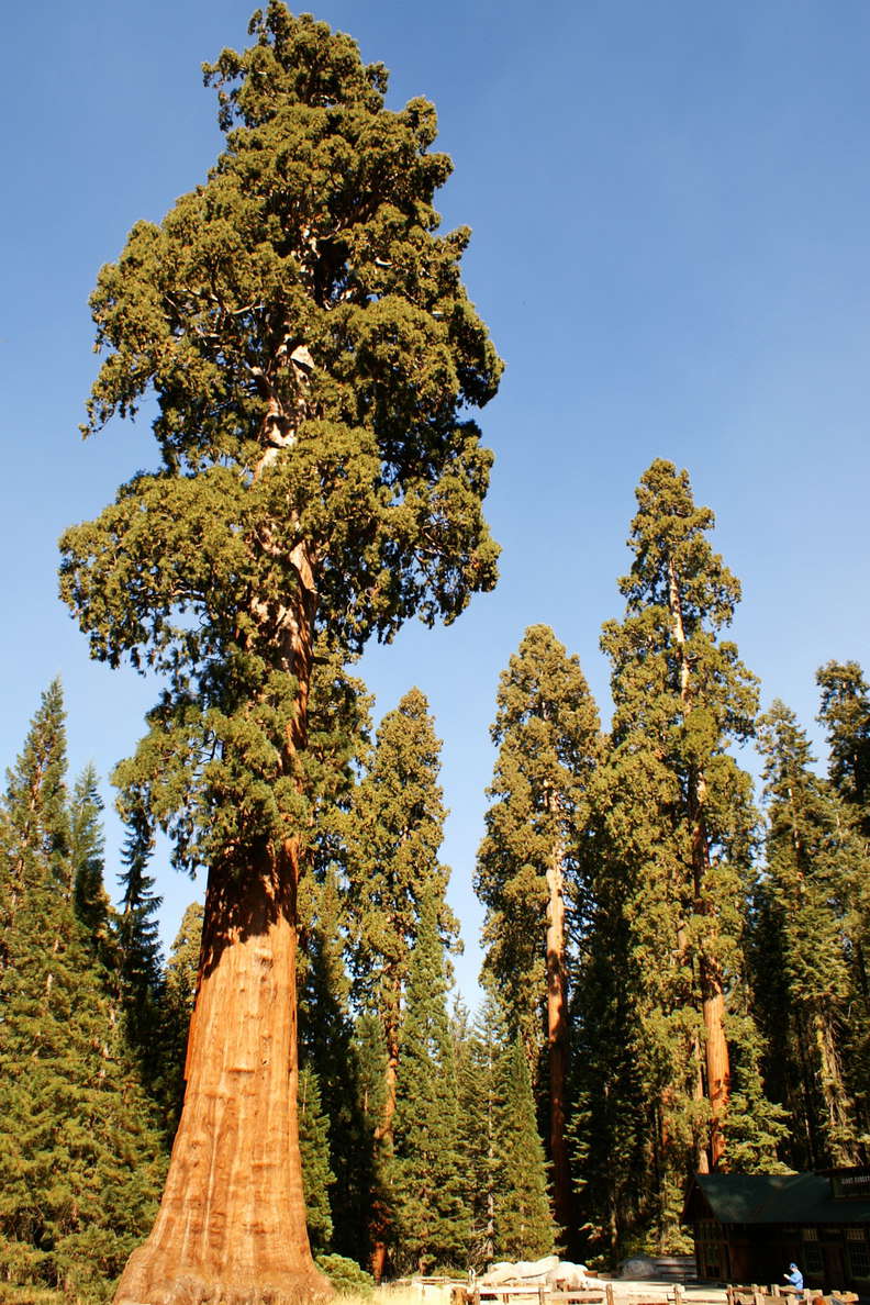 Sequoia NP  |  Sentinel Tree