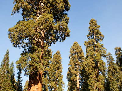 Sequoia NP  |  Sentinel Tree