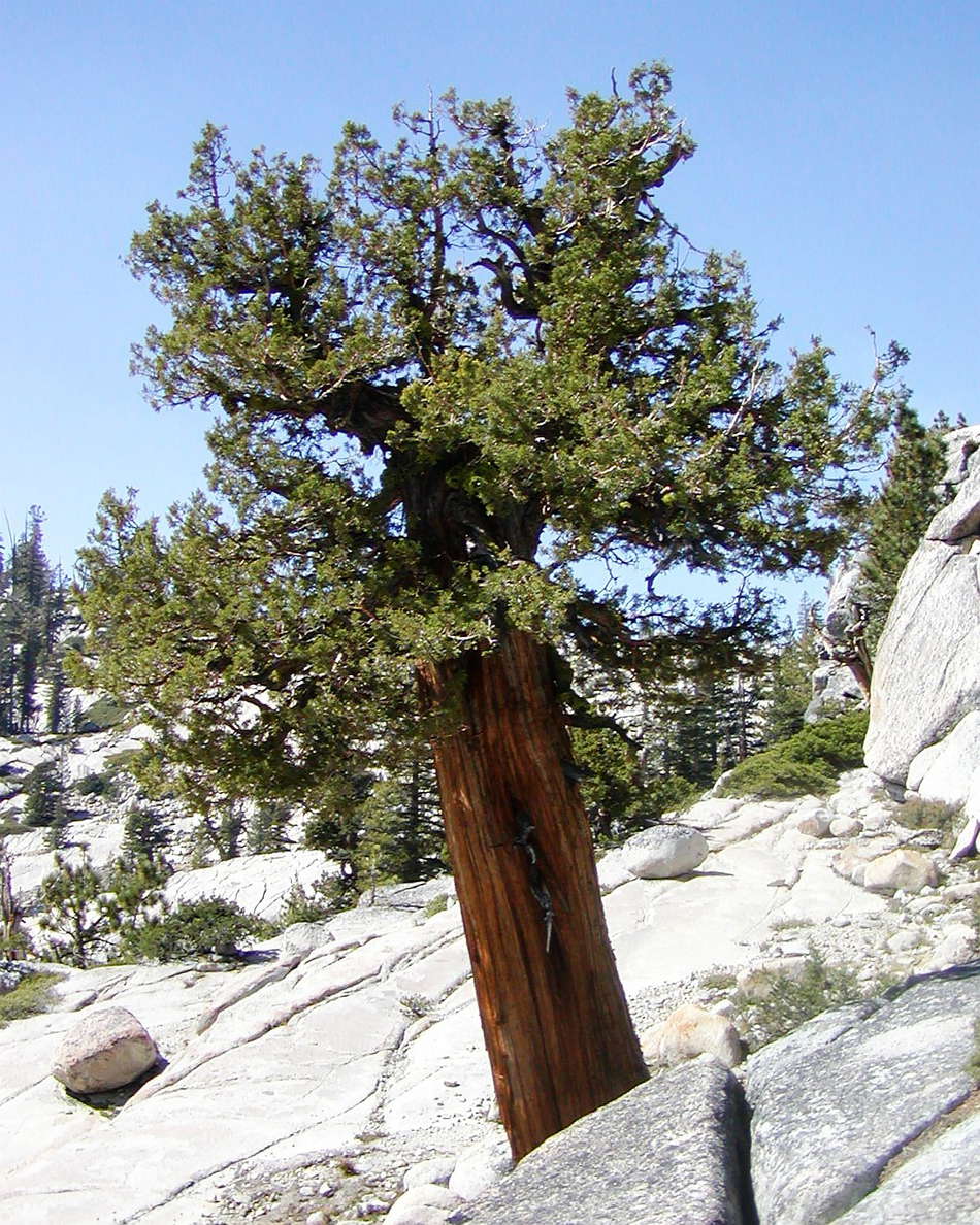 Yosemite NP  |  Western juniper at Olmsted Point
