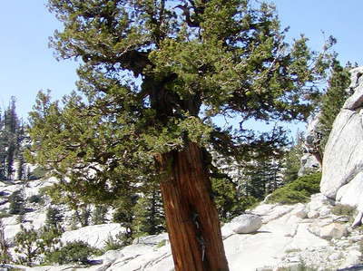 Yosemite NP  |  Western juniper at Olmsted Point