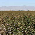 Imperial Valley  |  Cotton cultivation