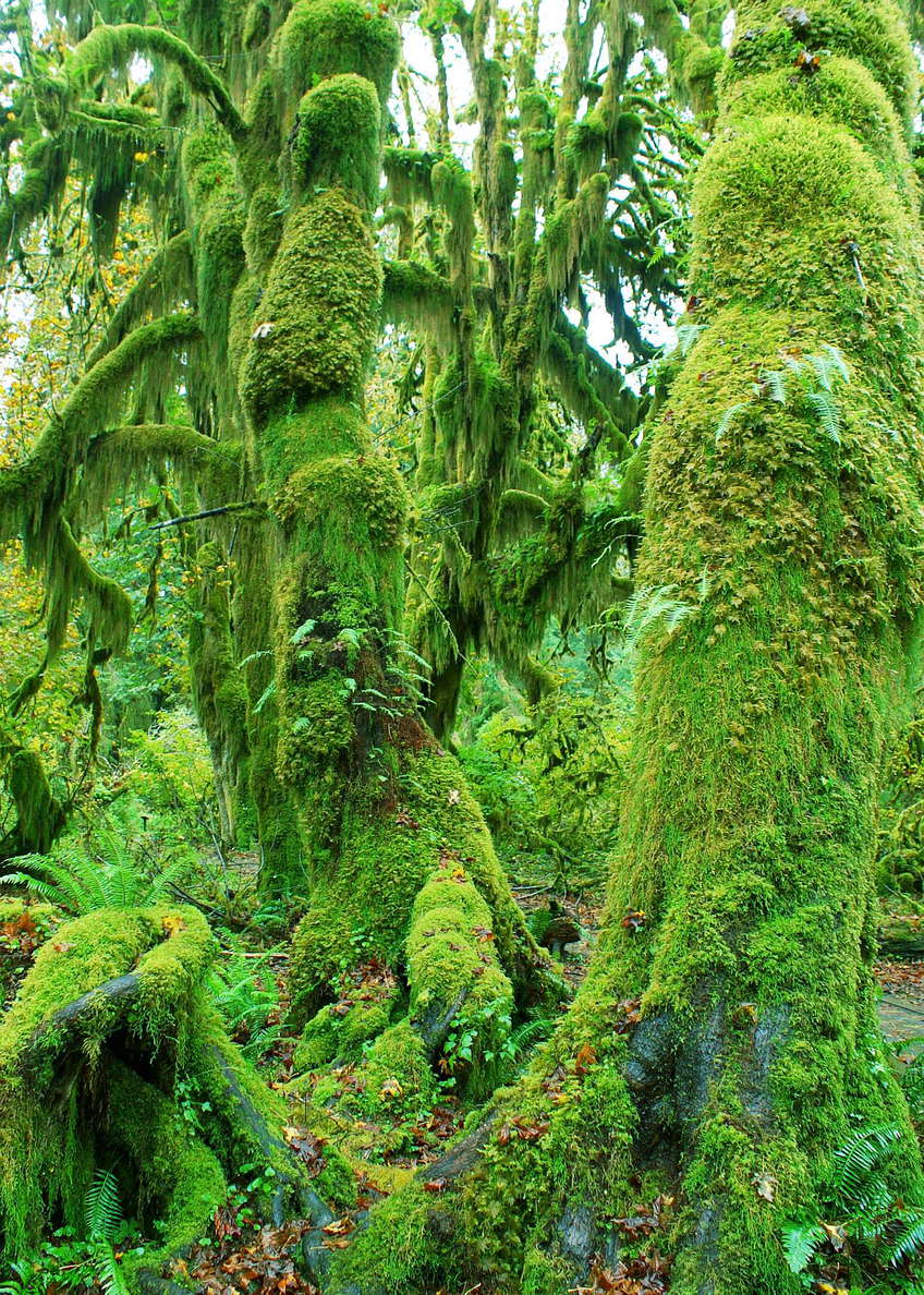 Olympic NP  |  Hoh Rainforest