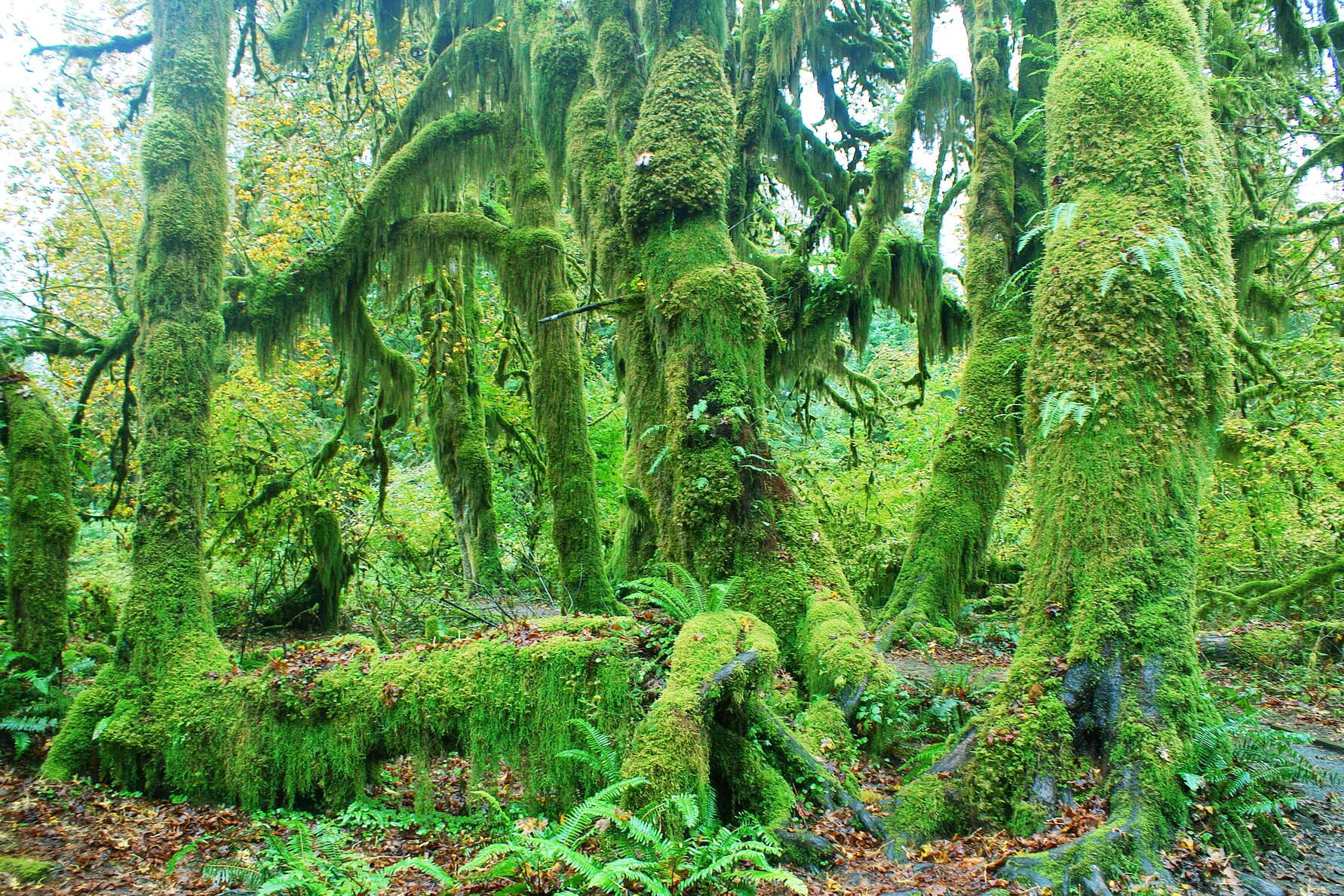 Olympic NP  |  Hoh Rainforest