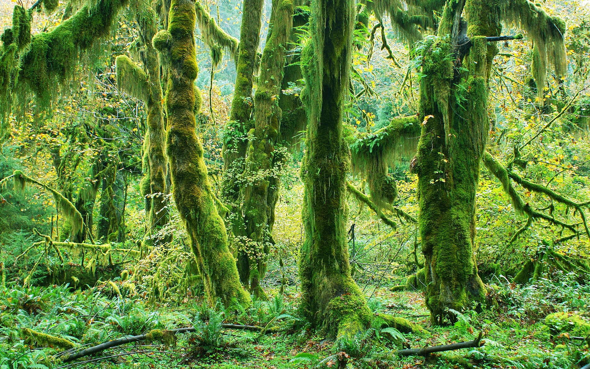 Olympic NP  |  Hoh Rainforest