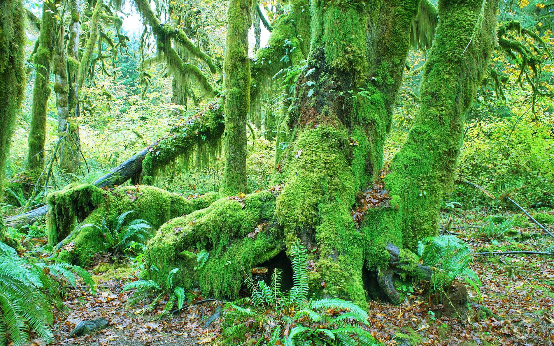 Olympic NP  |  Hoh Rainforest