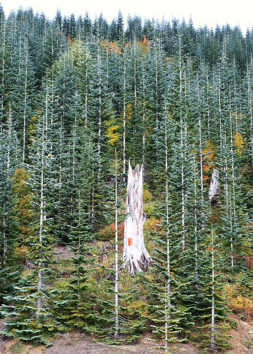 View from State Route 504 (Spirit Lake Highway). This area was devastated by the 1980 eruption of Mount St. Helens and later reforested with Abies procera. WI_wa033.jpg