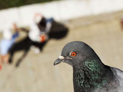 Piran  |  Pigeon