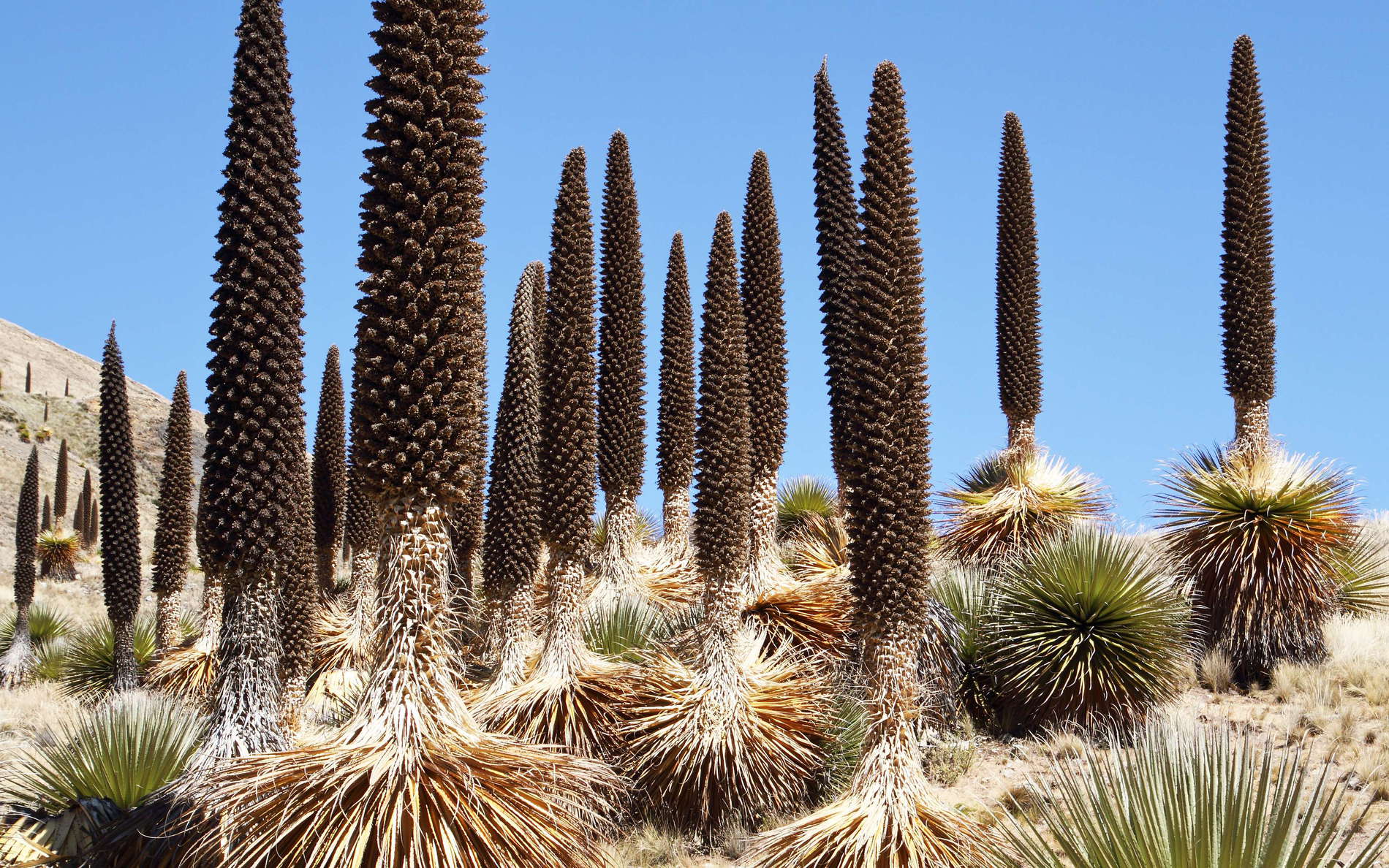 Pumapampa | Puya raimondii