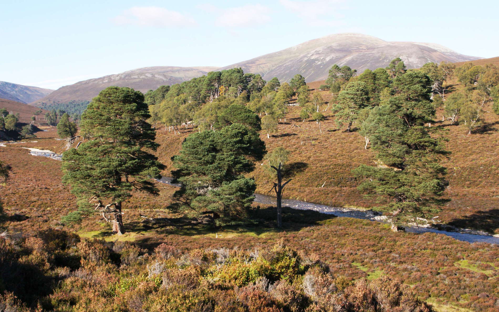 Cairngorms  |  Glen Quoich