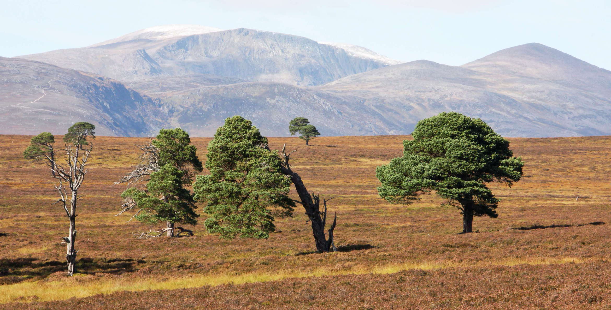 Treeline area with heathland near Mar Lodge, view in northwestern direction to Ben Macdui (1309 m) in the left central background. Ben Macdui is the second highest peak of the United Kingdom. WI_uks088.jpg