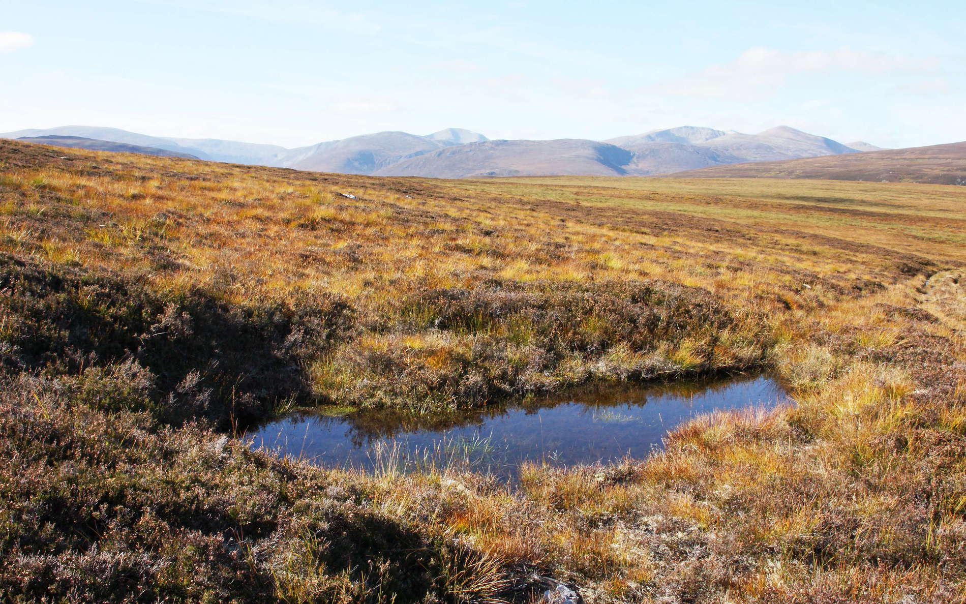 Cairngorms  |  Wetland with pond