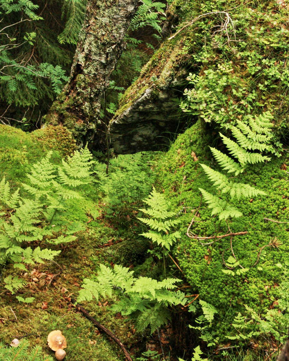 Hildal  |  Forest undergrowth