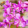 Arsvågen  |  Fireweed with bee