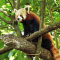 Darjeeling Zoo  |  Red Panda