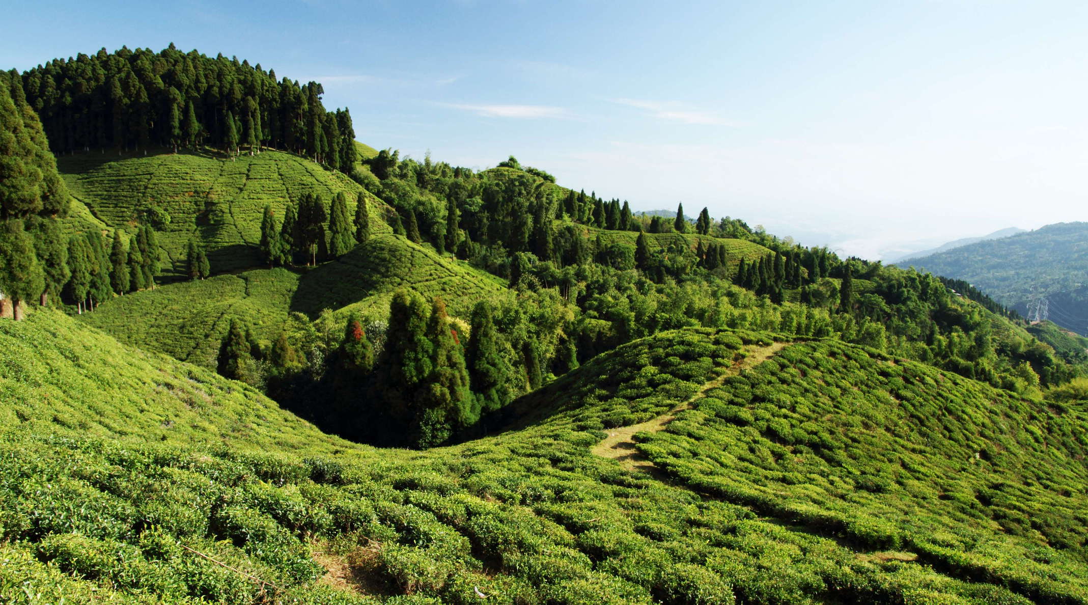 View from the Rishi Road between Mirik and Simana Basti in southeastern direction. The tea industry has a long tradition in the area of Darjeeling, going back to 1841 when the British introduced the Chinese tea plant (Camellia sinensis). Darjeeling Tea has become an internationally recognized and highly reputed brand. WI_in162.jpg