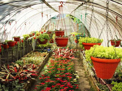 Kalimpong  |  Horticulture