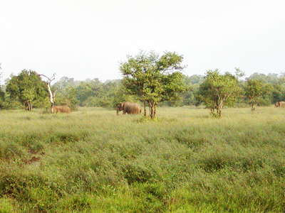 Wasgamuwa NP  |  Savanna with elephants