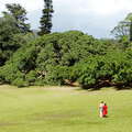 Peradeniya Royal Botanical Gardens with weeping fig