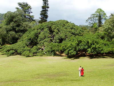 Peradeniya Royal Botanical Gardens with weeping fig