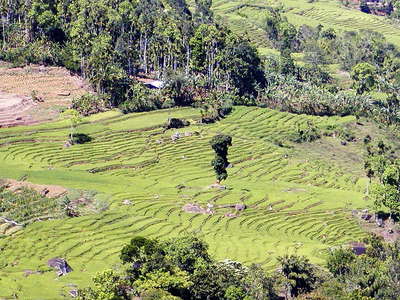 Ramboda  |  Rice cultivation