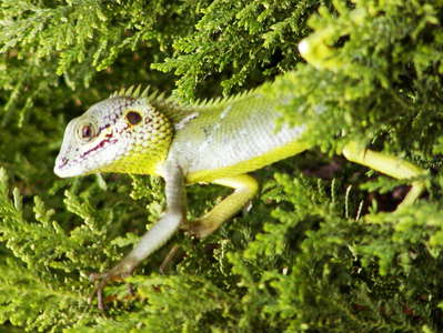 Nuwara Eliya  |  Lizard