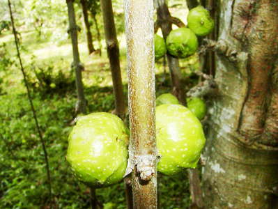 Haldummulla  |  Ficus hispida