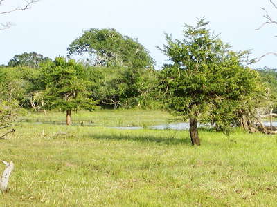 Yala NP  |  Savanna landscape