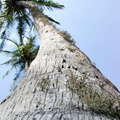 Tangalle  |  Coconut palm