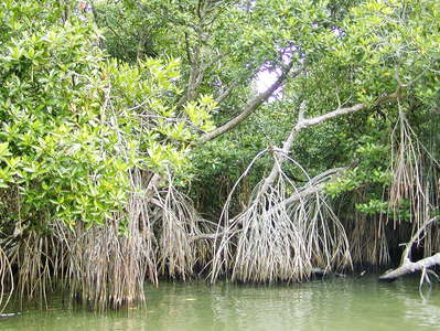 Madu Ganga  |  Mangrove