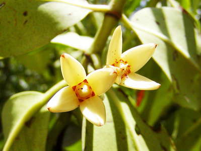 Negombo  |  Flowers of Rhizophora mucronata