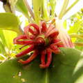 Negombo  |  Flower of Bruguiera gymnorhiza