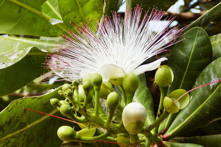 Negombo  |  Flower of Barringtonia asiatica