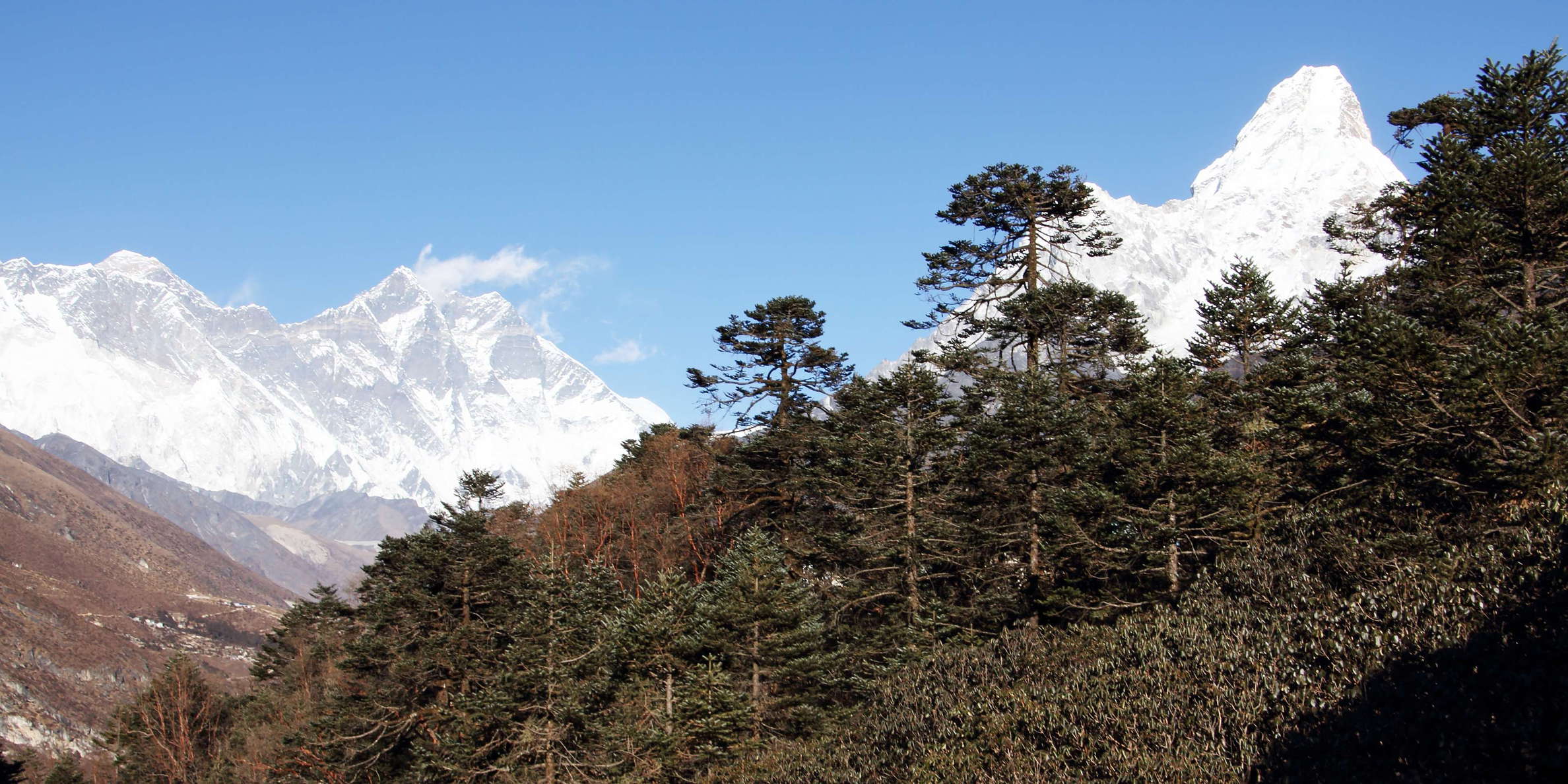 Tengboche  |  Mountain forest with rhododendron