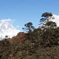 Tengboche  |  Mountain forest with rhododendron
