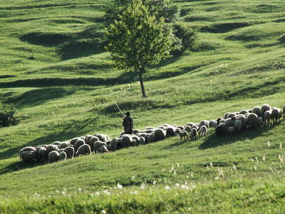 Mușcel  |  Herd of sheep