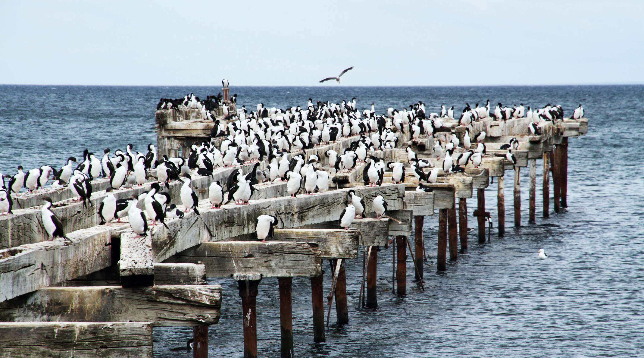 Punta Arenas | Old pier