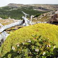 PN Torres del Paine | Cushion plant