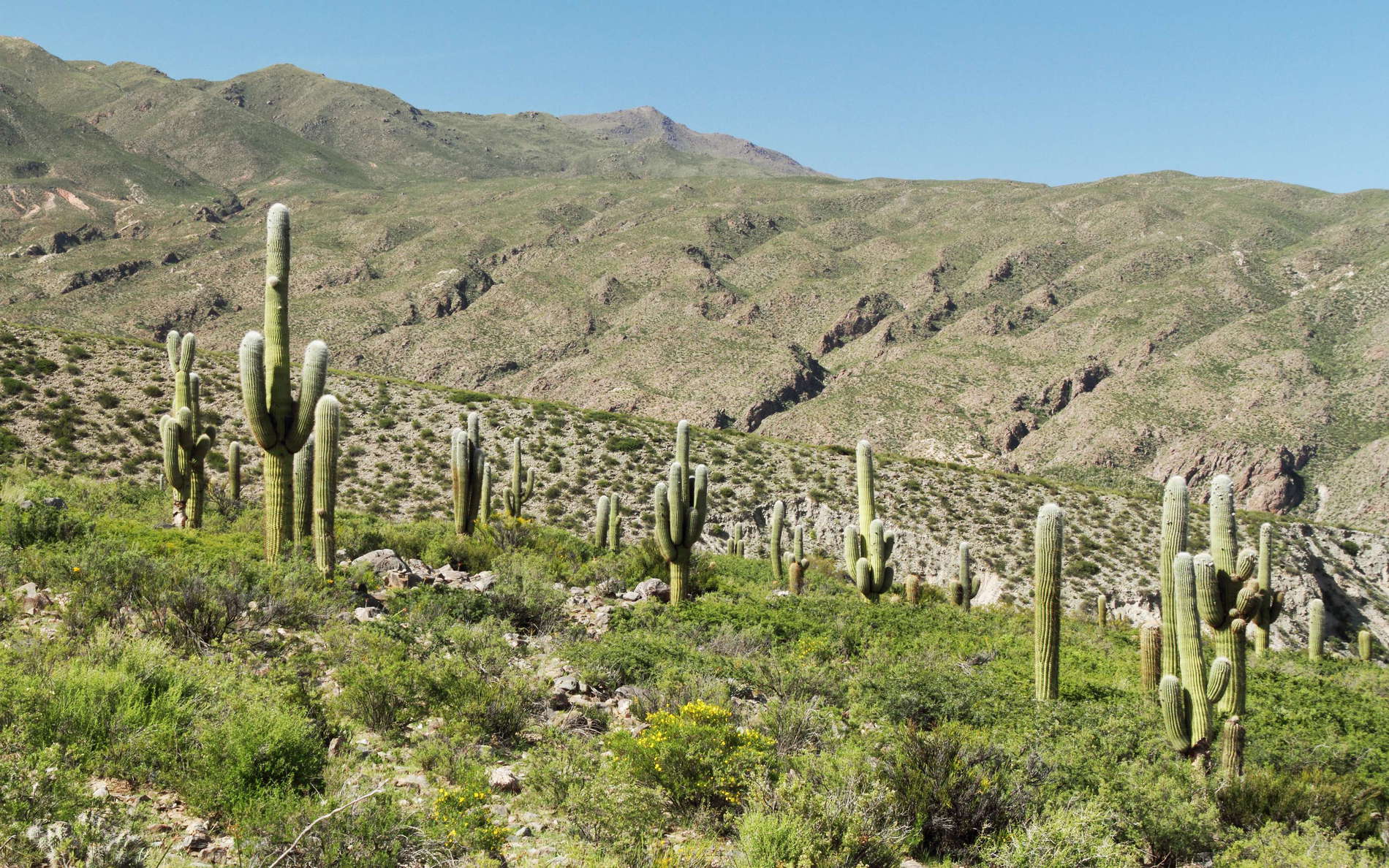 Amaicha del Valle | Los Cardones