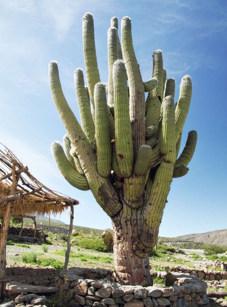 Amaicha del Valle | Los Cardones