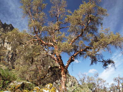 Quebrada Hualcán  |  Polylepis sp.