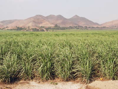 Paramonga  |  Sugar cane cultivation