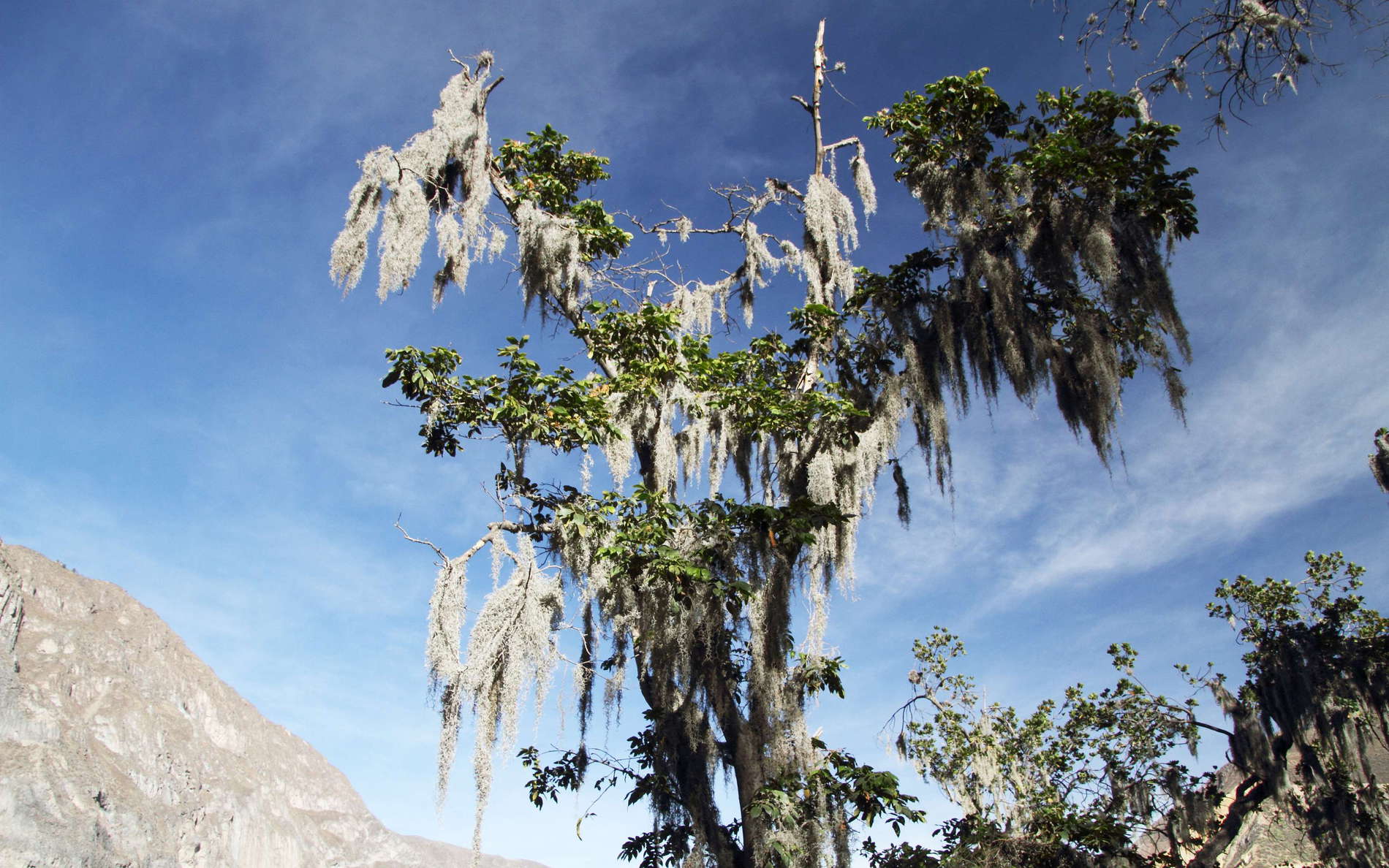 Cañón del Colca | Epiphytes