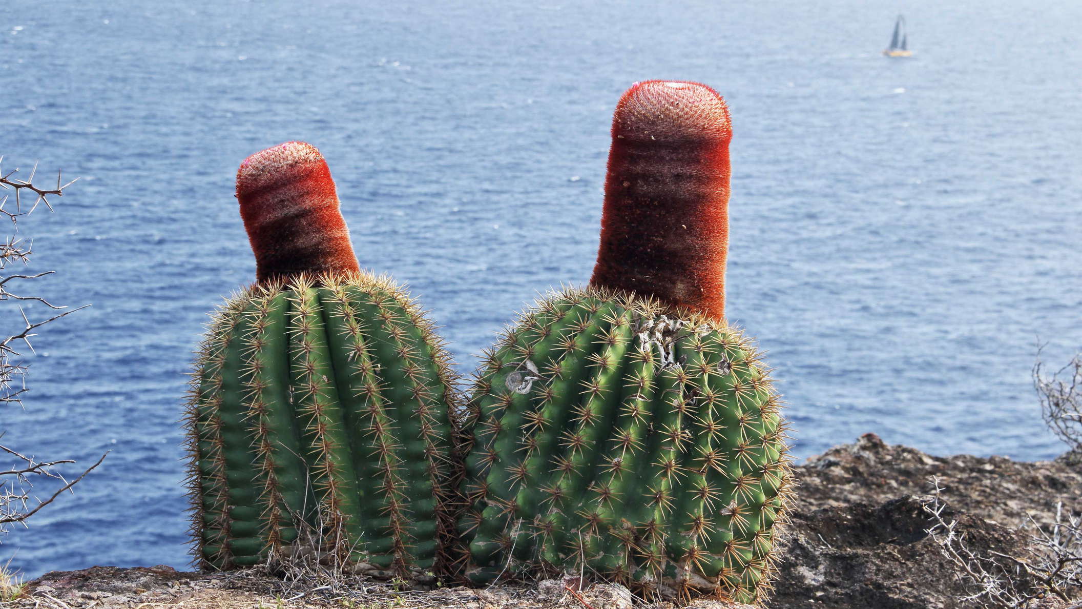 Southern coast | Flowering cacti