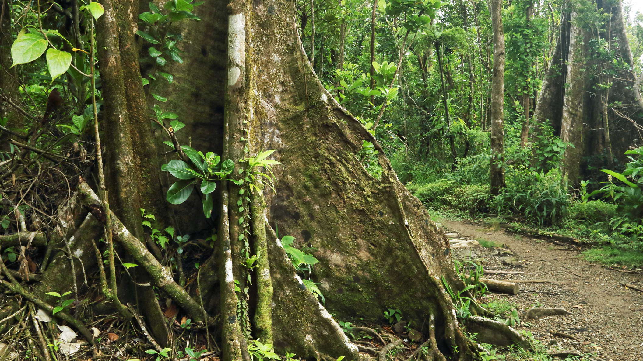Morne Trois Pitons NP | Rainforest with buttresses