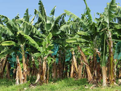 L'Ajoupa-Boullion | Banana cultivation