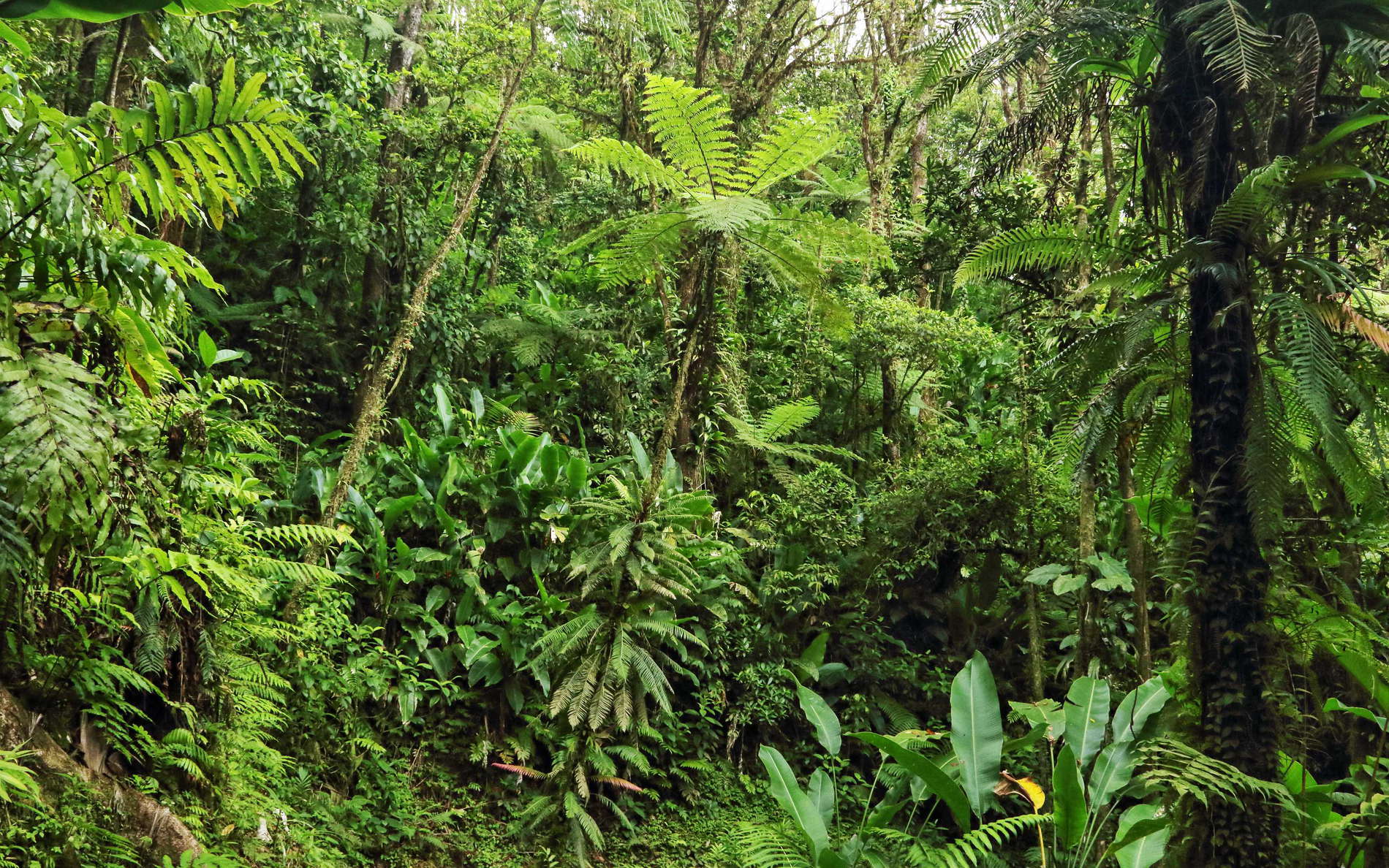 View from Trace des Jésuites, descent from the road N3 through the rainforest to the Rivière Vermeille du Lorrain WI_la757.jpg