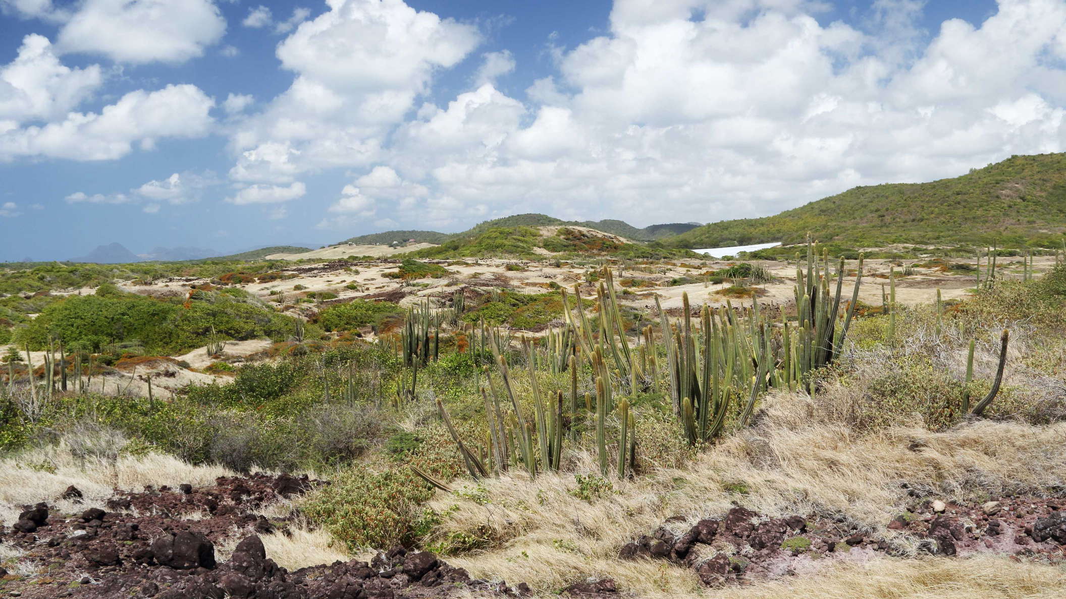 View from Sentier des Caps in northwestern direction. This southernmost part of Martinique is not only one of the oldest, but also one of the most arid places of the island. It only supports a grassland or even semi-desert vegetation with columnar cacti of the species Pilosocereus royenii. WI_la780.jpg