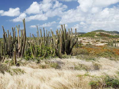 Savane des Pétrifications with cacti