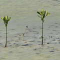 Les Salines | Mangroves with viviparous seedlings